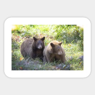 Cinnamon bear cubs Sticker